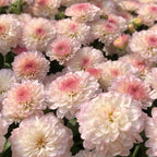 🌸Candy Chrysanthemum Seeds