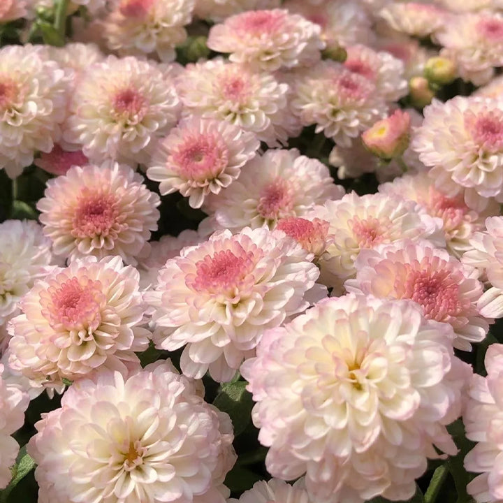 🌸Candy Chrysanthemum Seeds