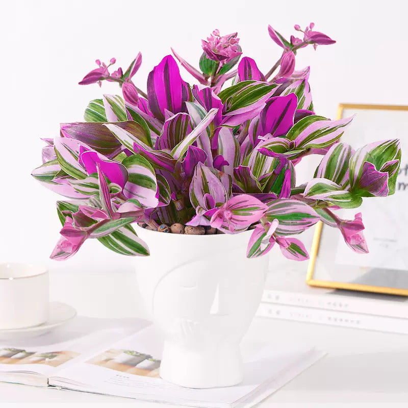 Oil Painting Spider Plant Seeds