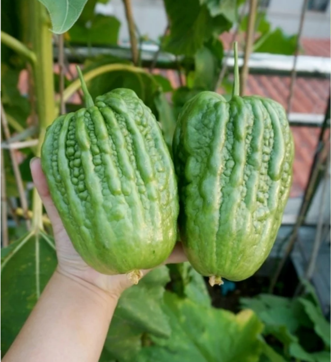 Big Top Bitter Melon Seeds