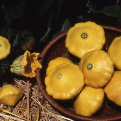 Pattypan Squash Seeds