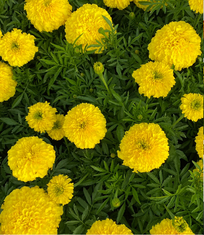 French Marigold Seeds - mixed colors - a great companion for the vegetable garden