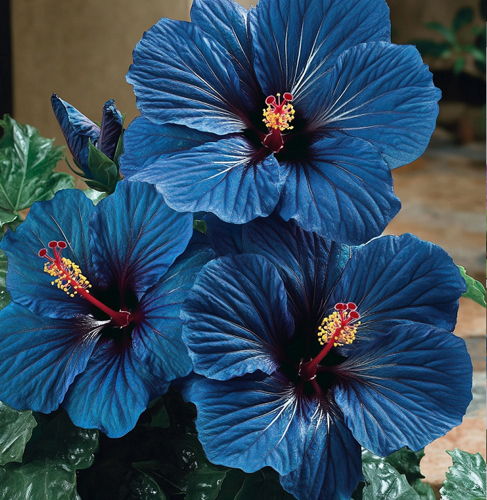 Multicolor Hibiscus Seeds