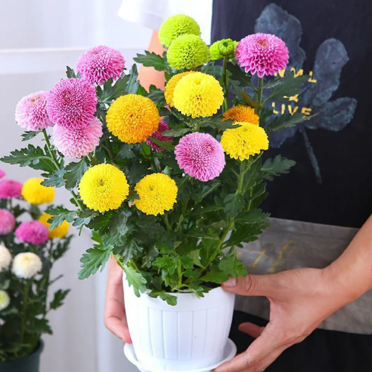 🏵️Colorful Ping Pong Chrysanthemum Seeds