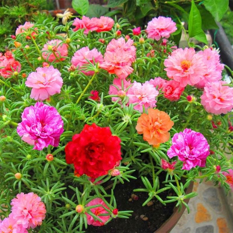 10000 Pcs Muti-color portulaca Seeds