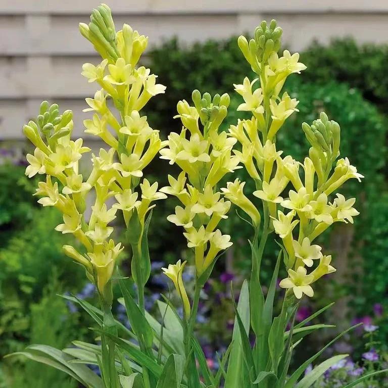 💐Tuberose – Queen of the Night