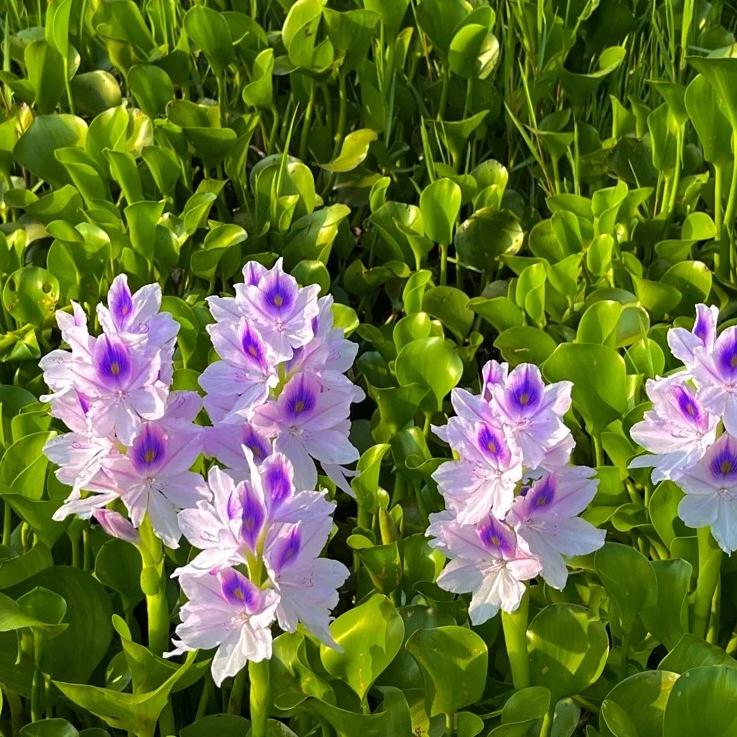 🌺Water hyacinth - “The violet flower crown that beautifies the world”🧚‍♀️🌿
