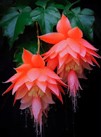 Rare Arrow Lotus Seeds