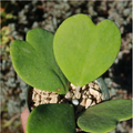 Sweetheart Hoya Seeds