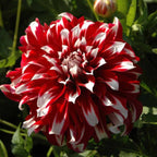 💐Colorful Dahlia Seeds-The Power of Life