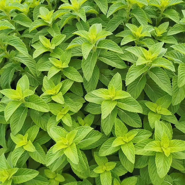 500Pcs Organic Mint Seeds Non-GMO Heirloom Packet