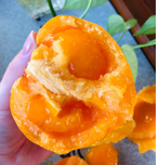 Yellow Persimmon Seeds