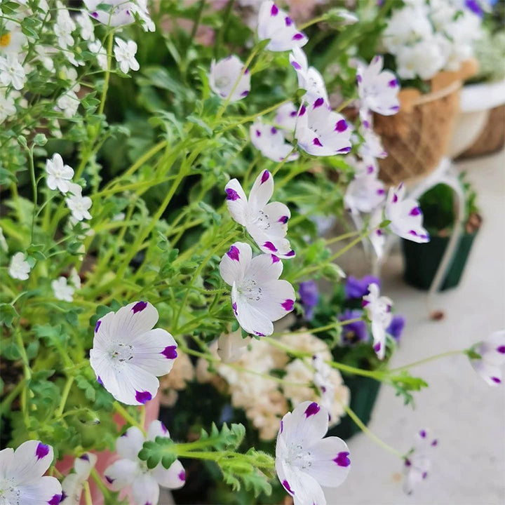 Baby Blue Eyes Seeds