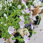 Baby Blue Eyes Seeds