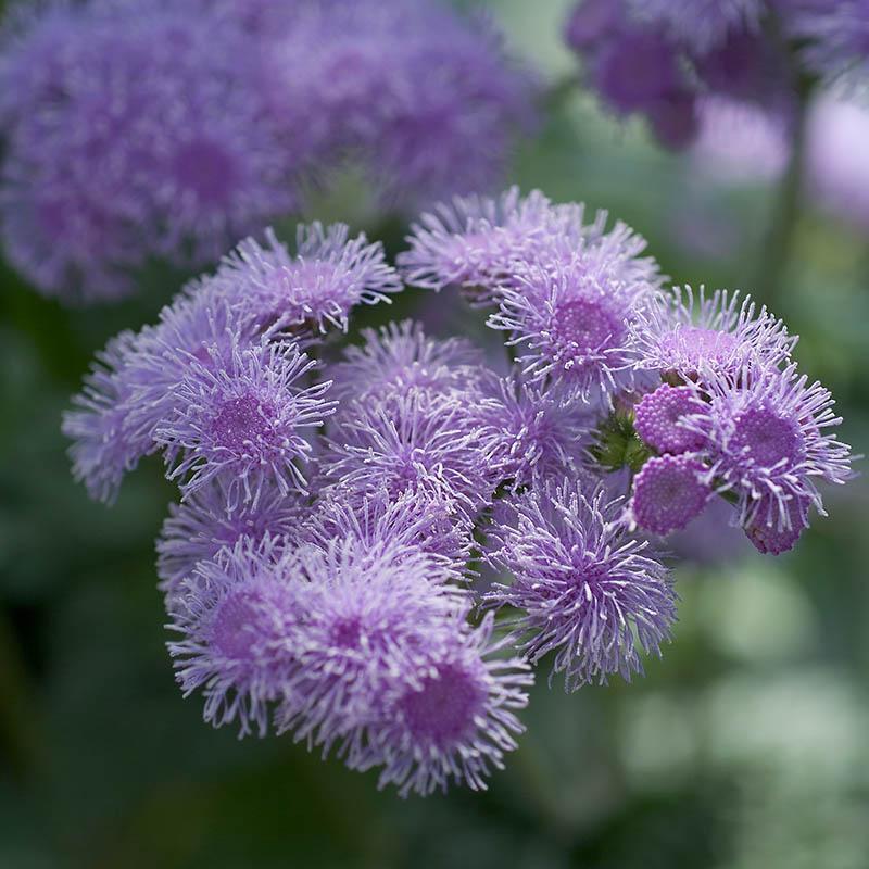Ageratum Aloha Blue F1