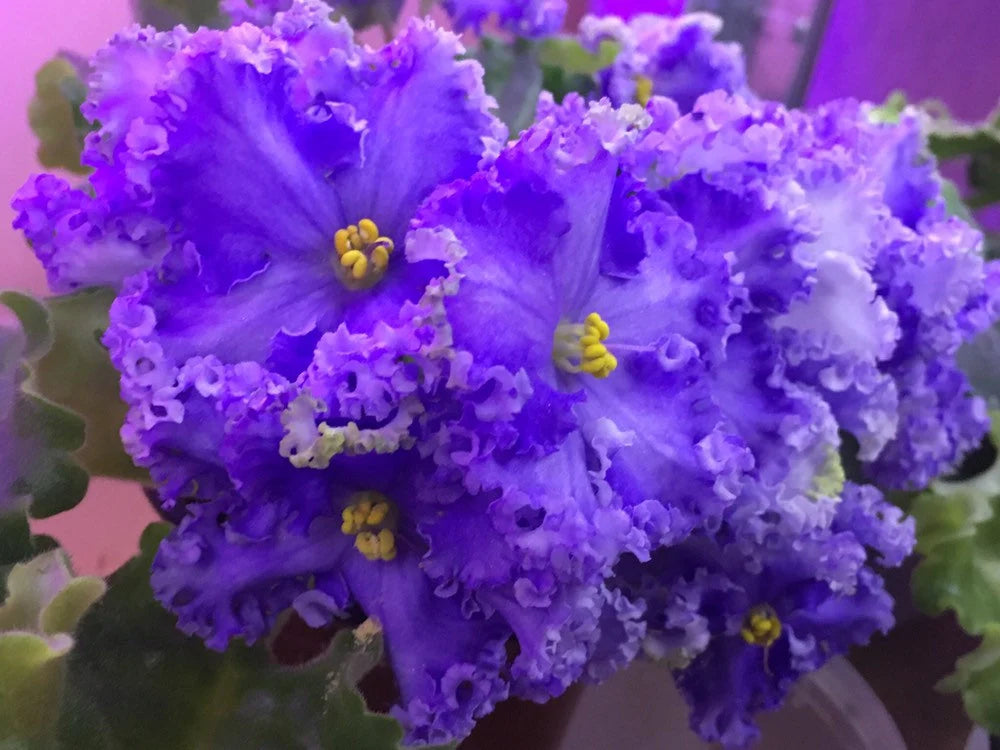 African Violet - saintpaulija Reigning Beauty