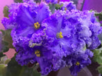 African Violet - saintpaulija Reigning Beauty