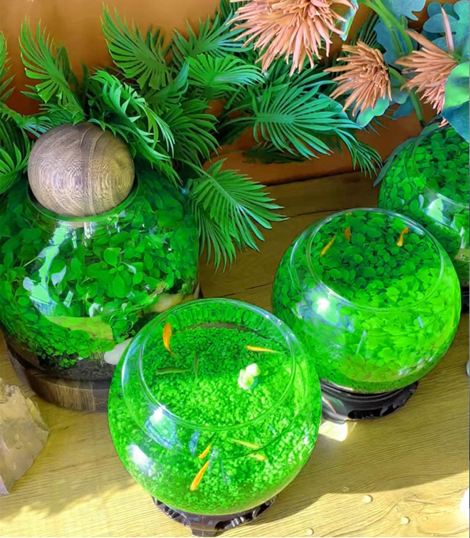 Aquatic Plant Seed Ecological Fish Tank