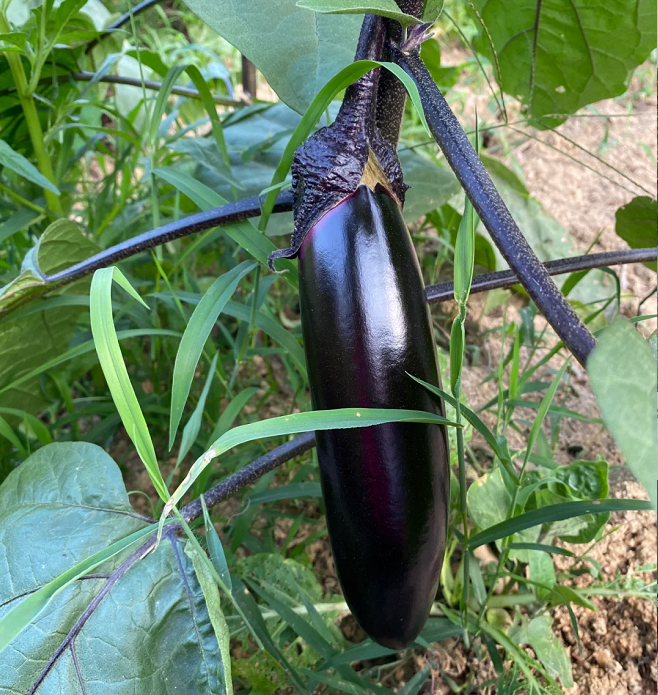 🍆Purple Eggplant Seeds