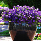🌸Petunia Seeds