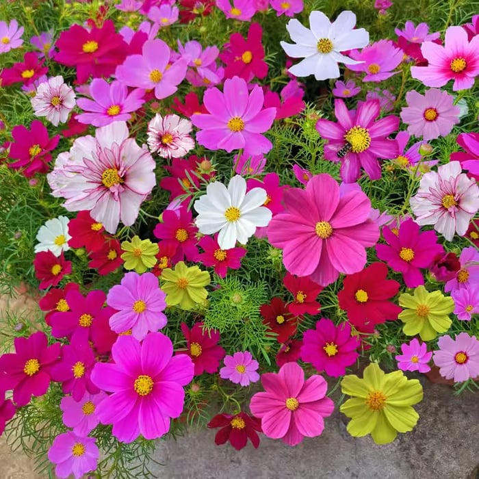 Popular Groundcover-Daisy Seeds