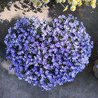 🌈Optimal Carpet Plant✨Creeping Lobelia Erinus Seeds