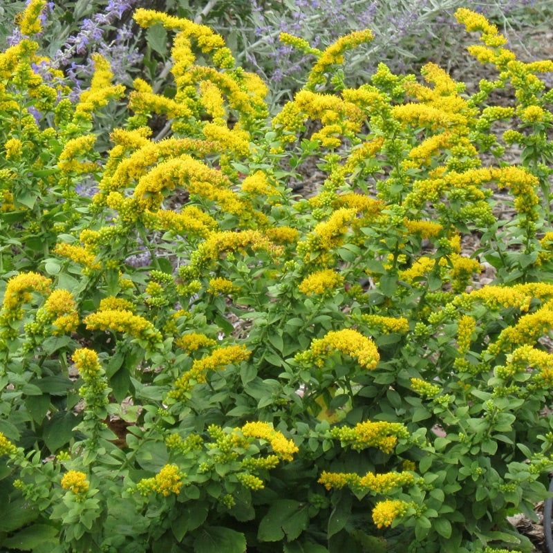 Autumn Magic Pollinator Collection