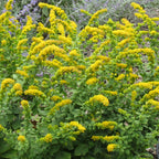 Autumn Magic Pollinator Collection