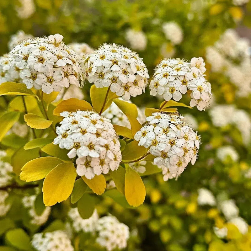 💛Golden Fountain Spiraea