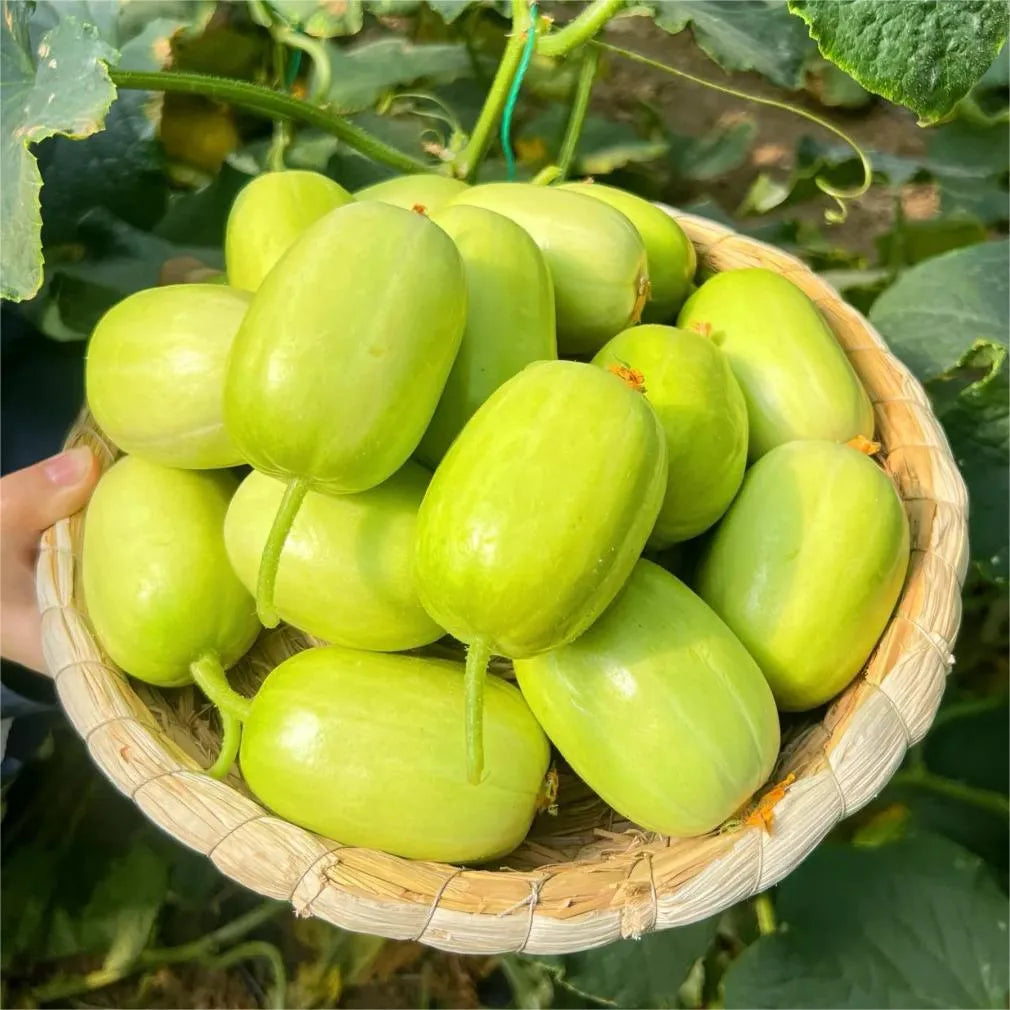 🥒Jade Maiden Cucumber - Sweet, Crispy and Refreshing