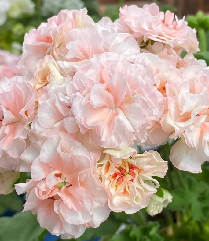 Geranium EU Peach Aventurine
