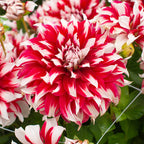 💐Colorful Dahlia Seeds-The Power of Life