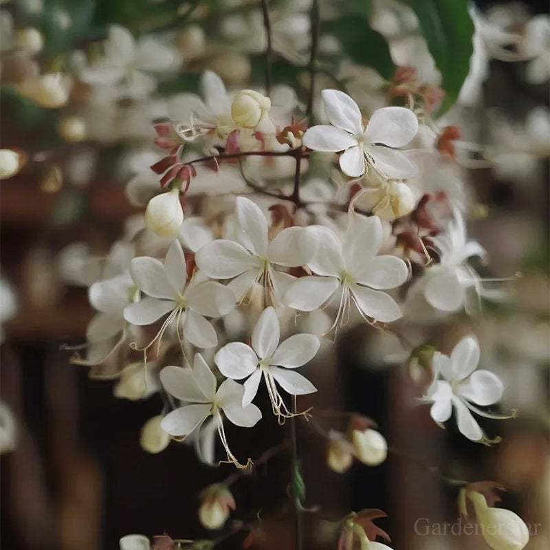 🌼Weeping Jasmine Seeds - White Jade Butterfly