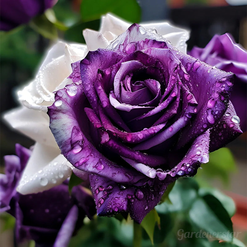 Rare Purple White Rose Flower Seeds