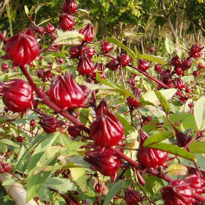 Roselle Ribena Seeds
