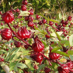 Roselle Ribena Seeds