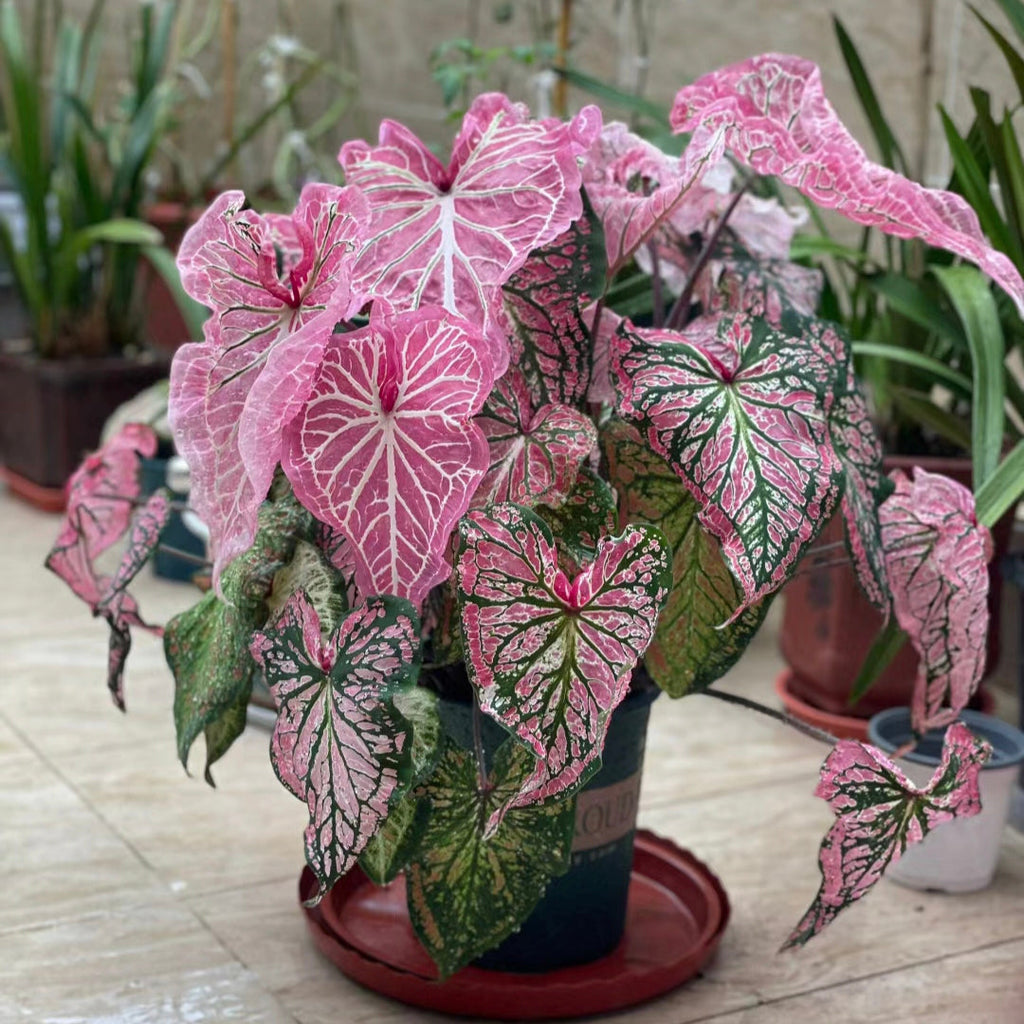 Peppermint Coleus Peperomia Obtusifolia Variegata Seeds