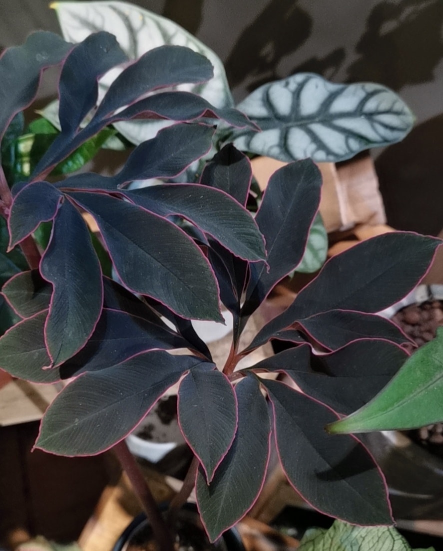 20 Pcs Tricyrtis Hirta Seeds