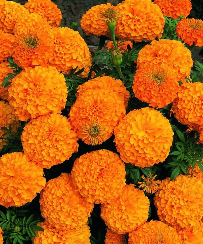 French Marigold Seeds - mixed colors - a great companion for the vegetable garden