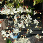 🌼Weeping Jasmine Seeds - White Jade Butterfly