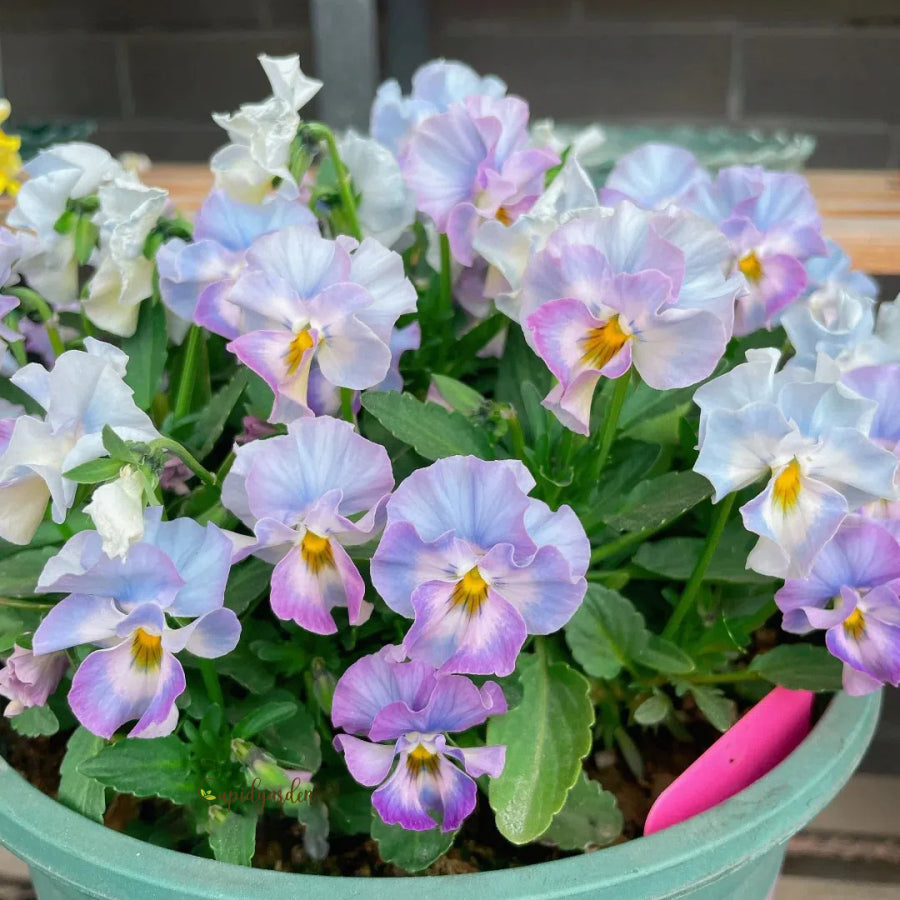 💐 Pansy Winter Elf Series - I Miss You Endlessly