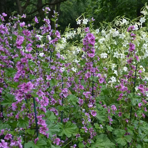 French Mallow Seeds (Malva sylvestris)