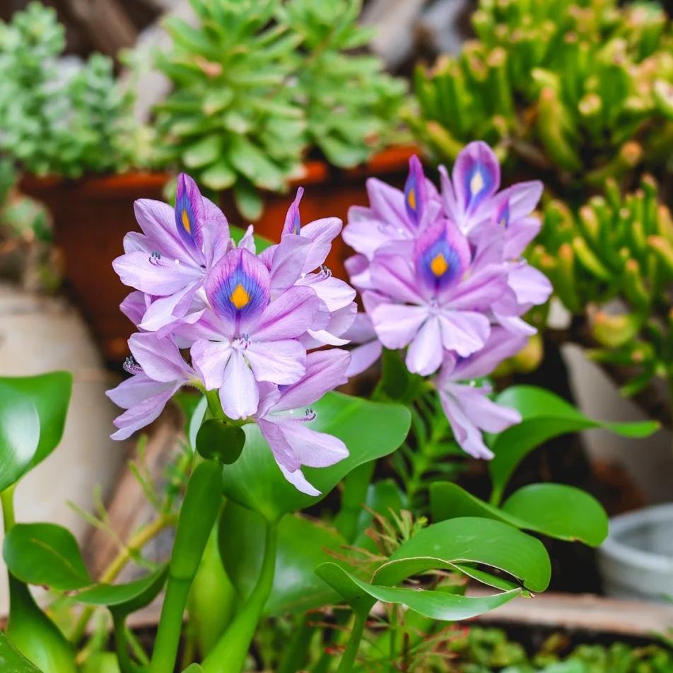 🌺Water hyacinth - “The violet flower crown that beautifies the world”🧚‍♀️🌿