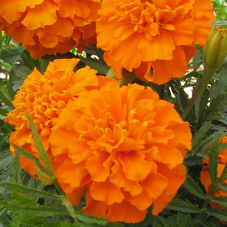 French Marigold Seeds - mixed colors - a great companion for the vegetable garden