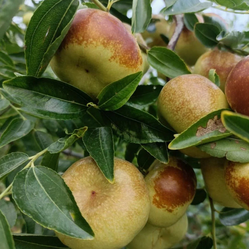 Flat Chinese Dates Seeds