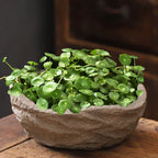 🍀Hydrocotyle Vulgaris Seeds-Copper Coin Grass