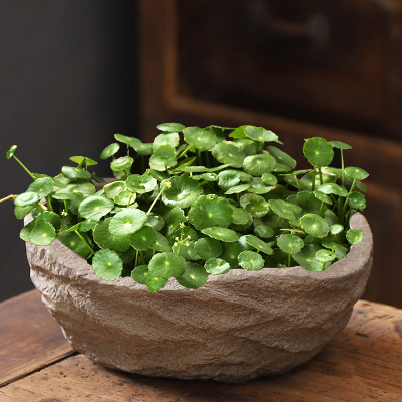 🍀Hydrocotyle Vulgaris Seeds-Copper Coin Grass