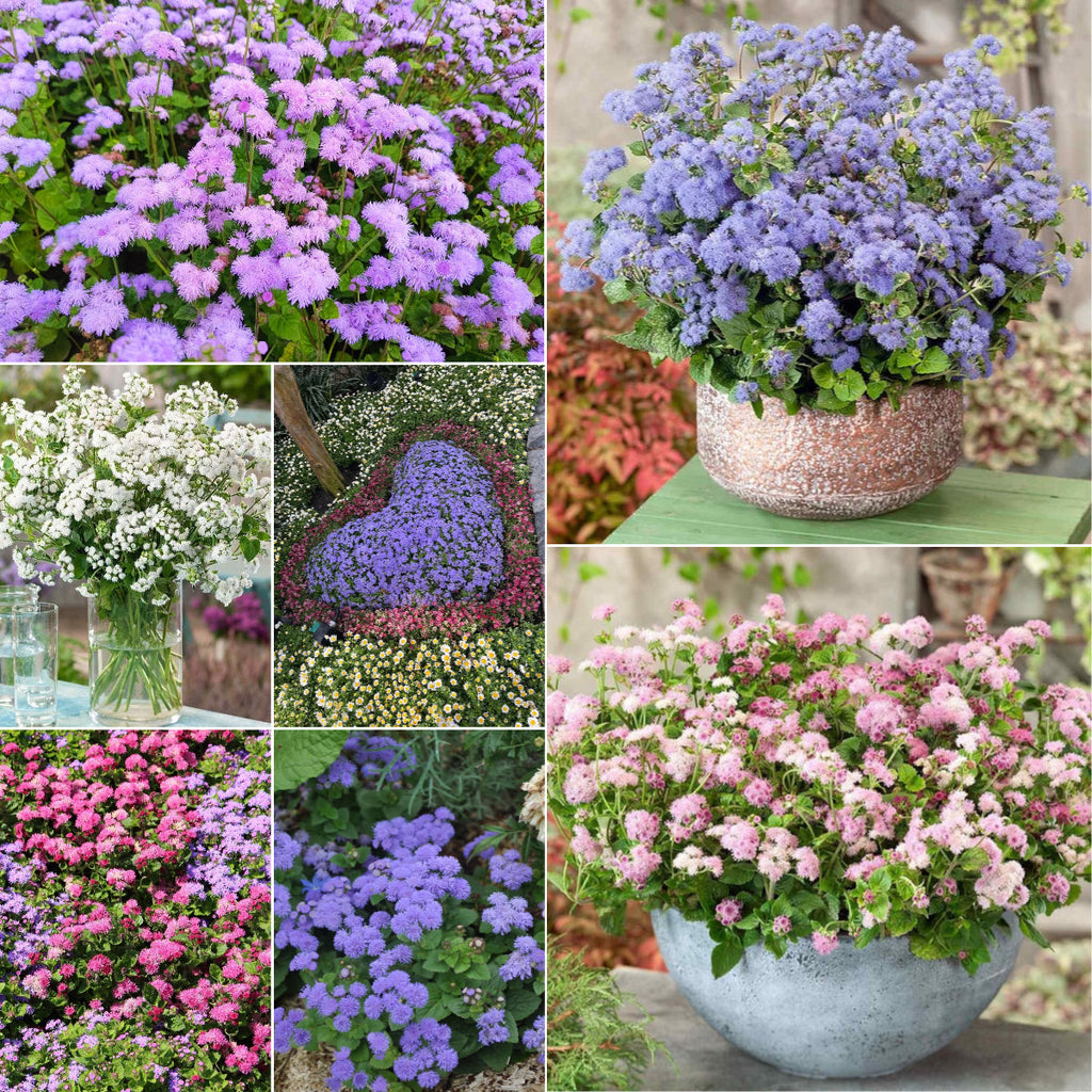 Ageratum Seeds—Heirloom Seed