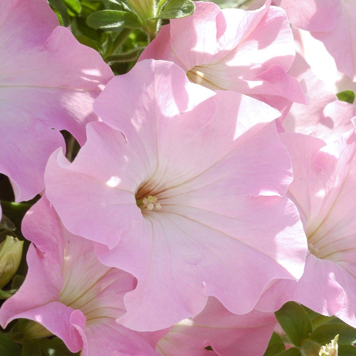 Appleblossom Petunia Seeds
