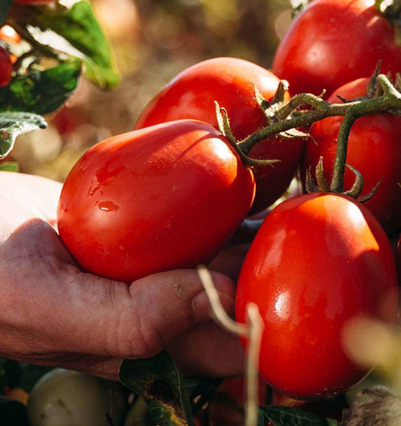 Giant Cherry Tomatoes